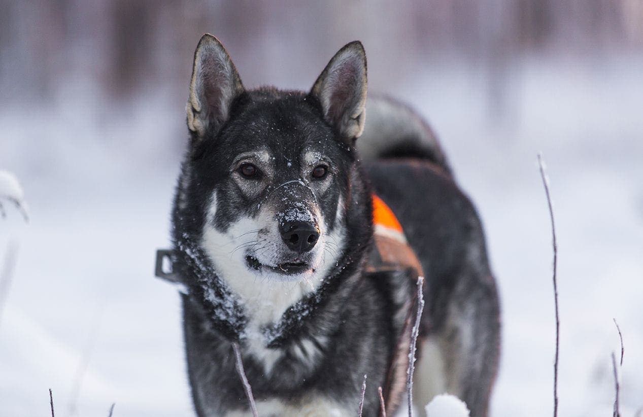 Swedish Elkhound