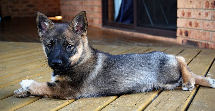 Swedish Vallhund