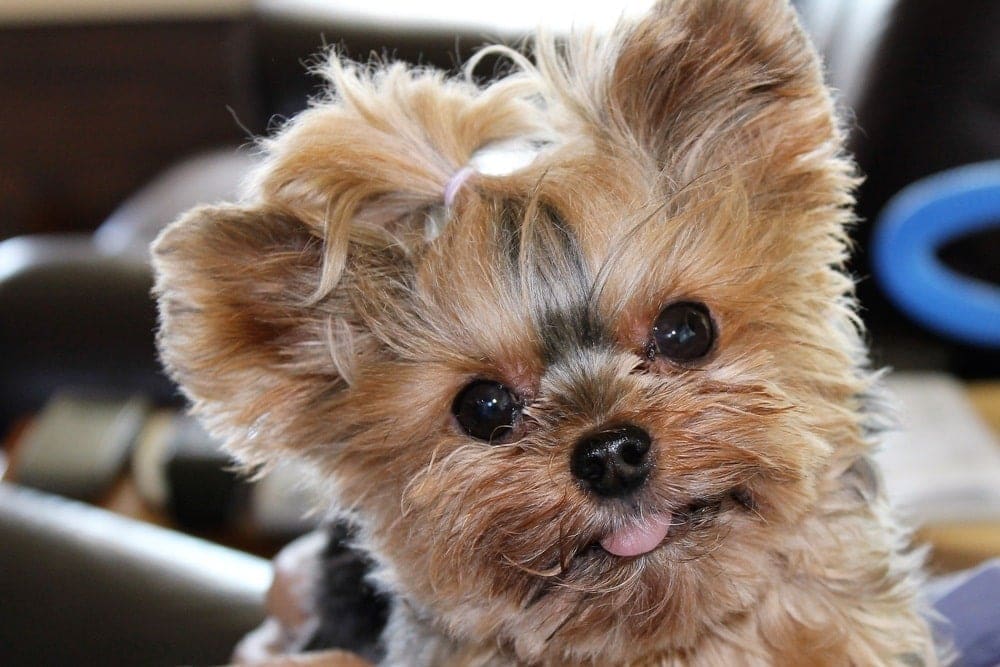Teacup Yorkie Face_C Lee Parrish_shutterstock