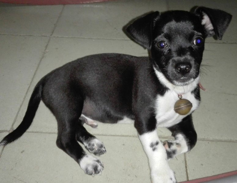 Teddy Roosevelt Terrier puppy