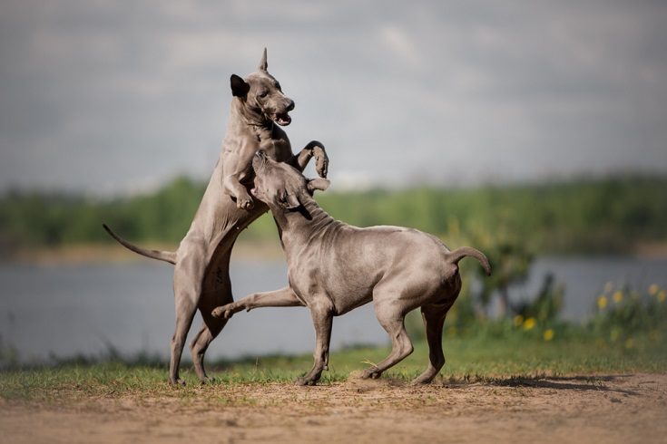 Two Thai ridgeback dogs playing
