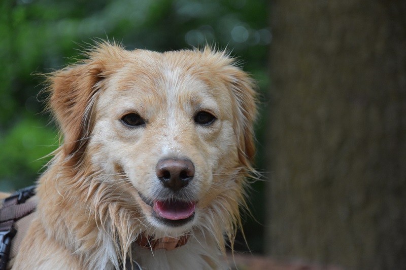 The Kokoni is a small and friendly domestic dog breed_doroninanatalie4_shutterstock