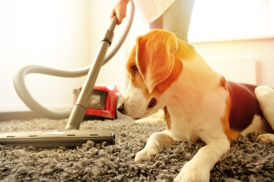 The girl does the cleaning with a vacuum cleaner