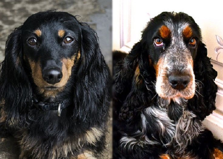 The parents of the Mini English Cocker