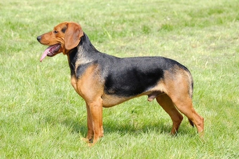 The portrait of Serbian Hound in the garden_radomir rezny_shutterstock