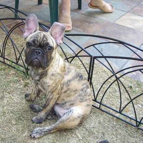 Tiger Brindle French Bulldog