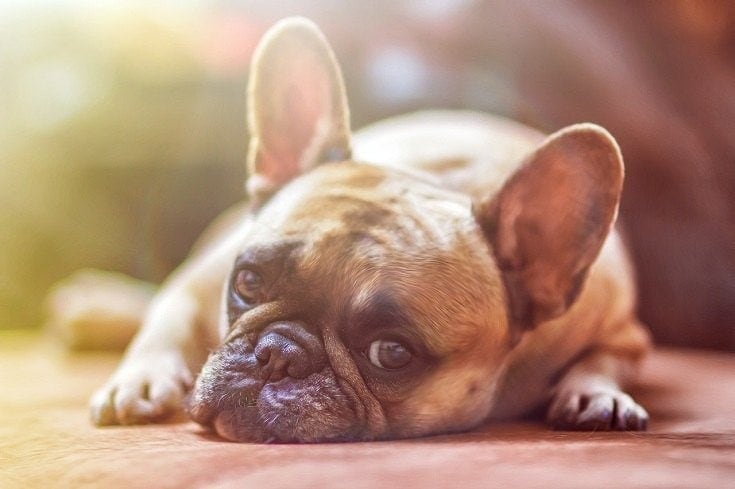 Tired Bulldog