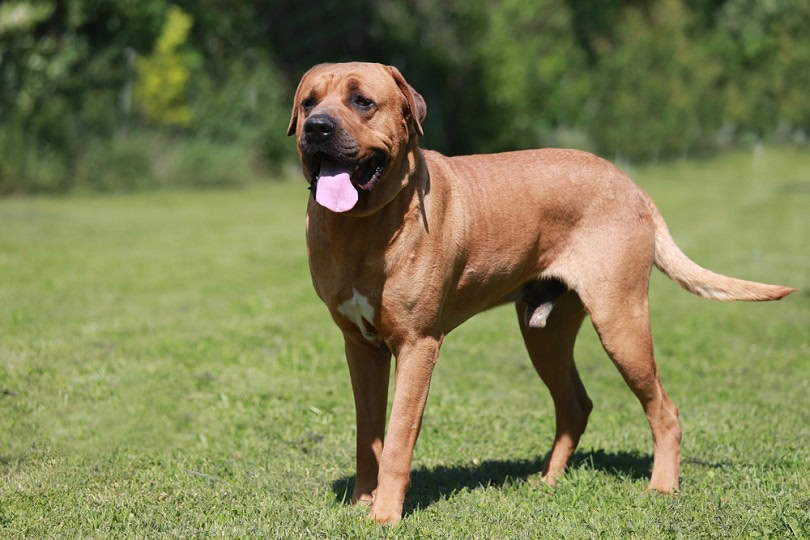 Tosa inu male dog closeup_acceptphoto_shutterstock
