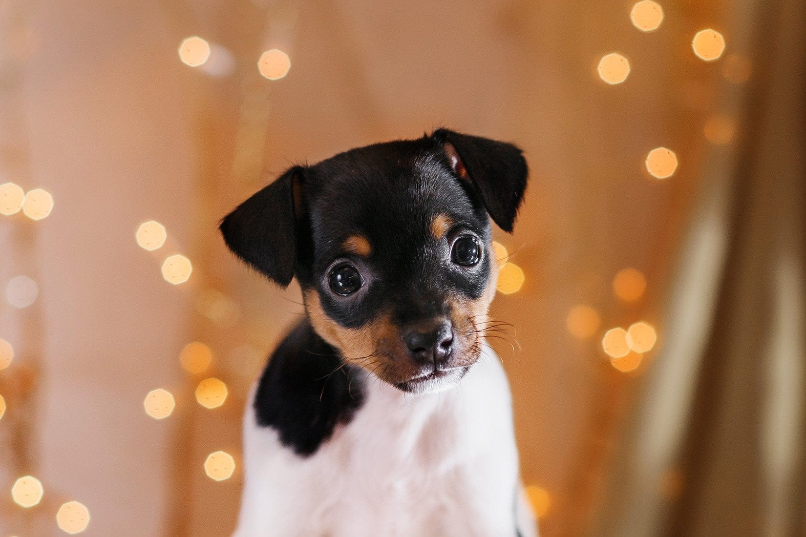 Toy Fox Terrier puppy