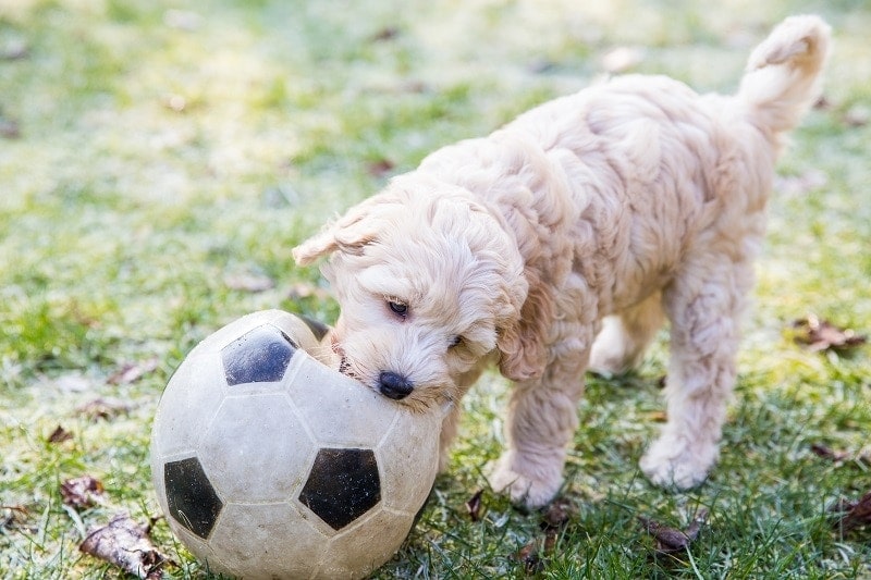 Training Labradoodle_shutterstock_Angeline Dobber