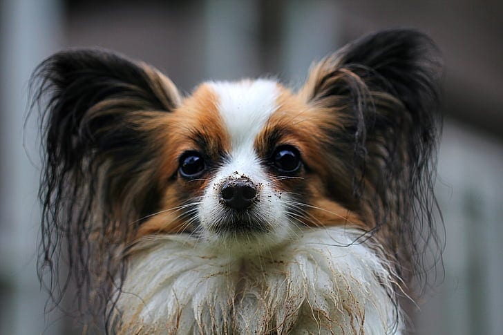 Tri-color Papillon