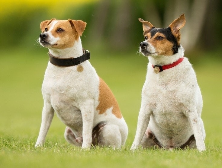 Two Danish Swedish Farmdog