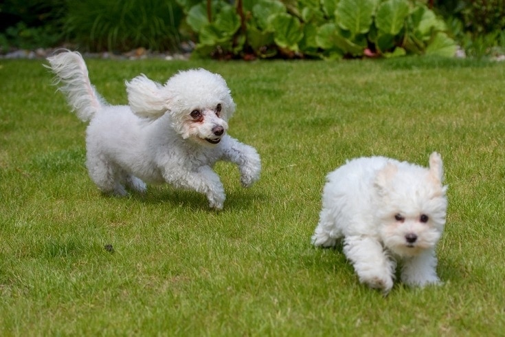 Two-bolognese-dogs