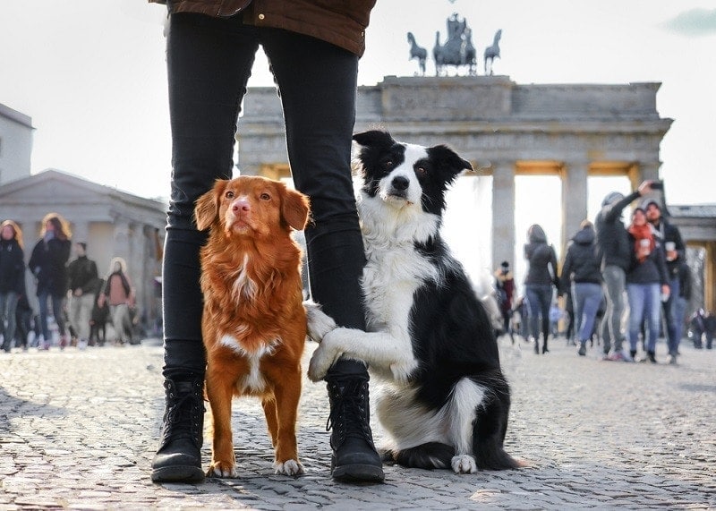 Two dogs by the Brandenburg Gate in Berlin_zuzanna paluch_shutterstock