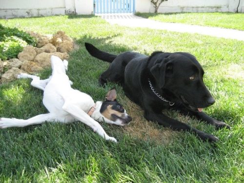 Why Do Dogs Eat Grass? (8 Possible Reasons) | Hepper Pet Resources - Why Certain Kinds Of Grass Should Be Avoided By Dogs
