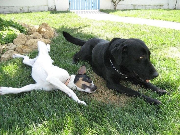 Two dogs on grass