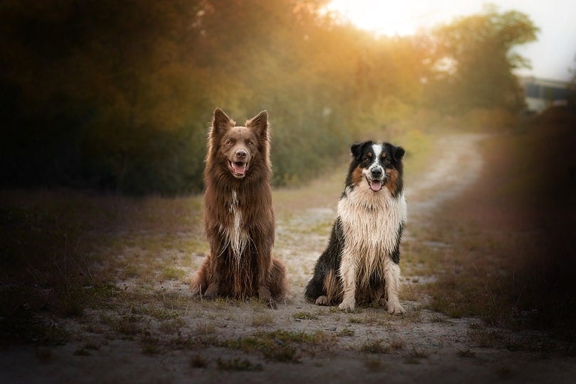 Two type australian shepherd_Medenka Nera_shutterstock