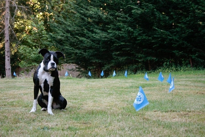 Underground Dog Fence