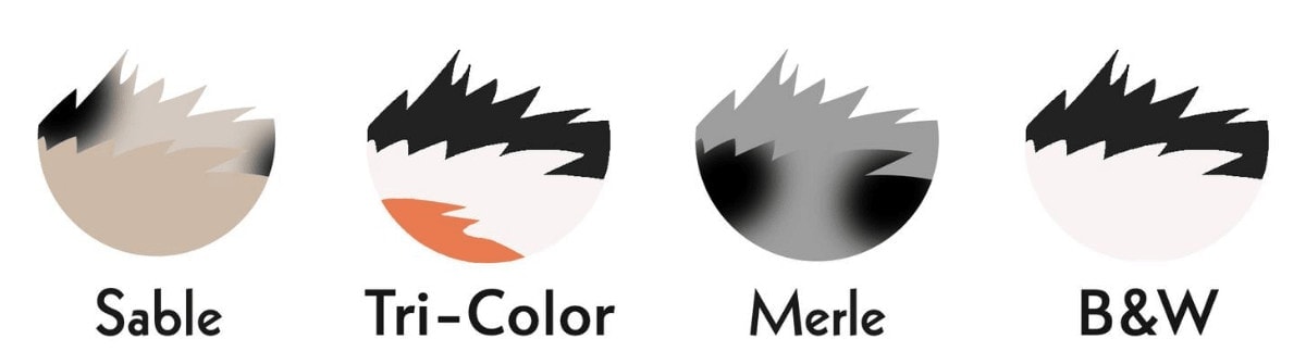 shetland sheepdog colors
