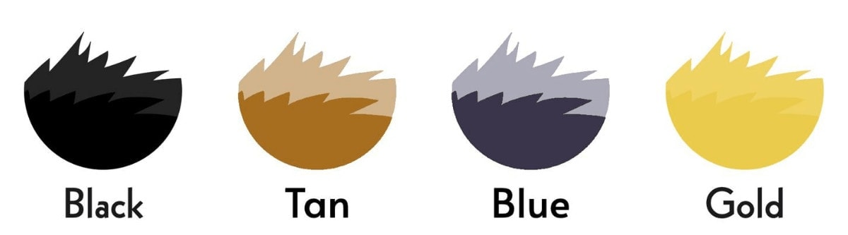 yorkie colors