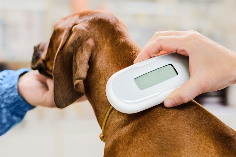 Veterinarian checking microchip_olgagorovenko_shutterstock