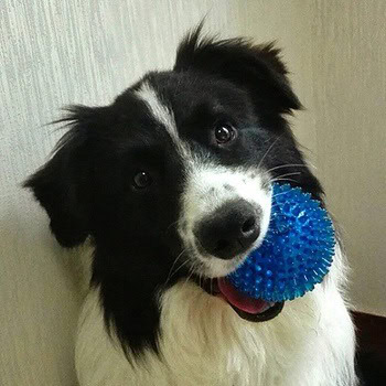 Vitscan Dog Treat Dispensing Toy IQ Treat Ball with Squeaker Rubber Dog Chew Toy Dog Puzzle Toys