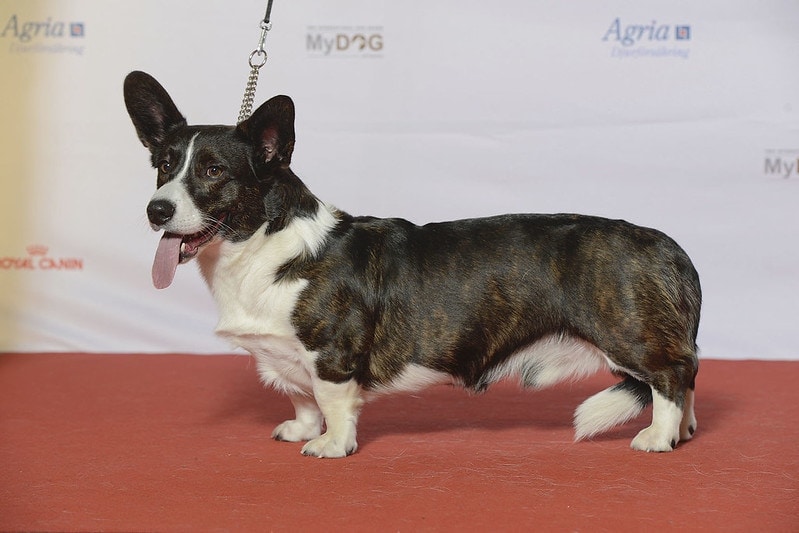 WELSH CORGI CARDIGAN, Nickname’s Bangaway