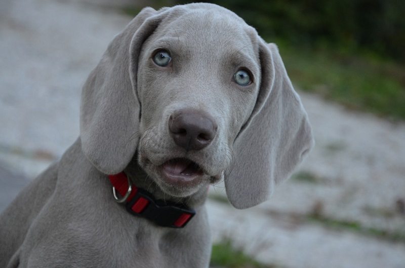 Weimaraner