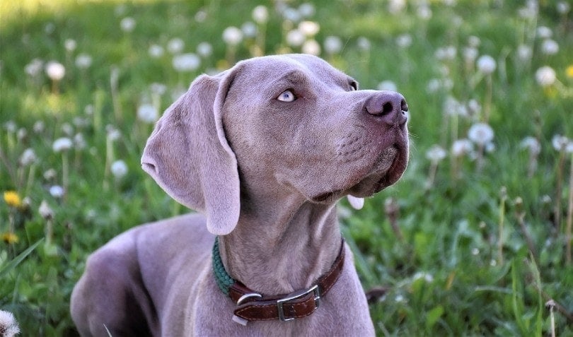 Weimaraner looking up