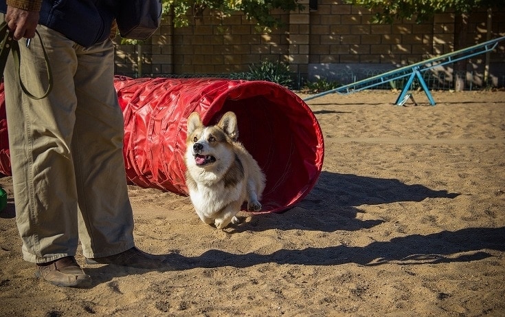 Welsh Corgi Pembroke Training