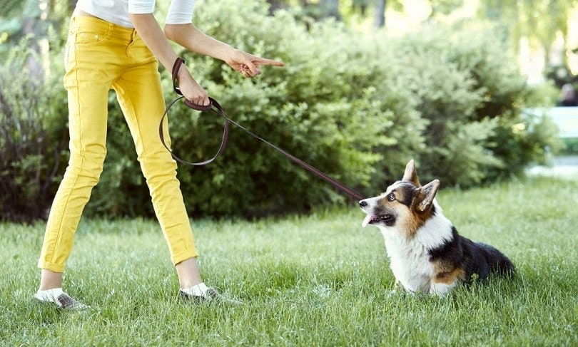 Welsh Corgi dog being punished_Vitalii Matokha_shutterstock