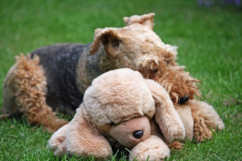 Welsh Terrier with plush toy