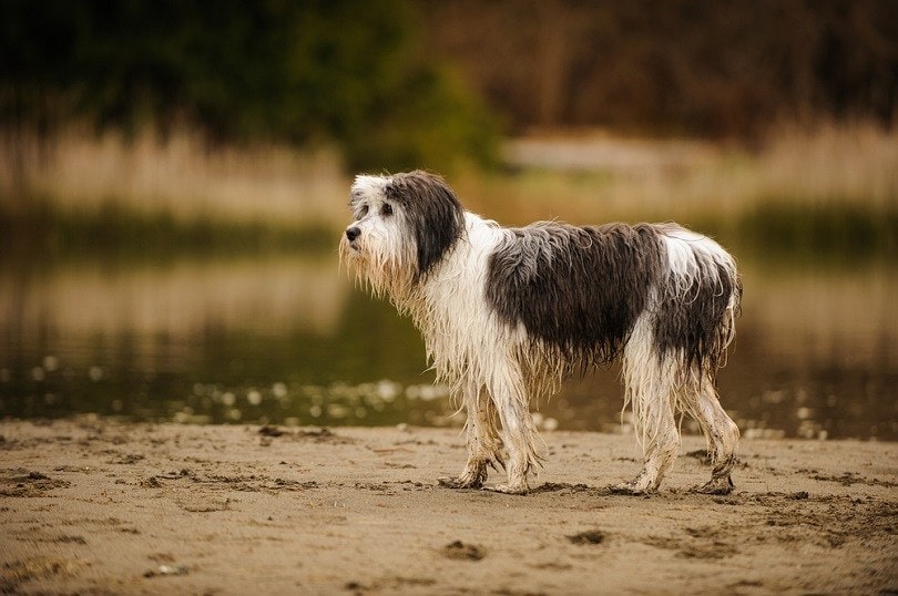 Wet Polish Lowland Sheepdog