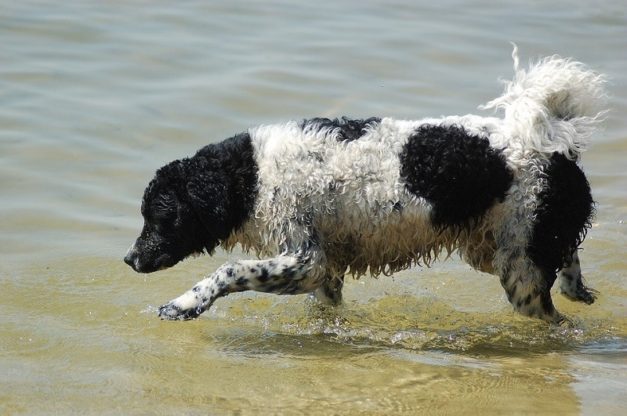 12 Dutch Dog Breeds: Info, Pictures, Facts & History | Hepper Pet Resources