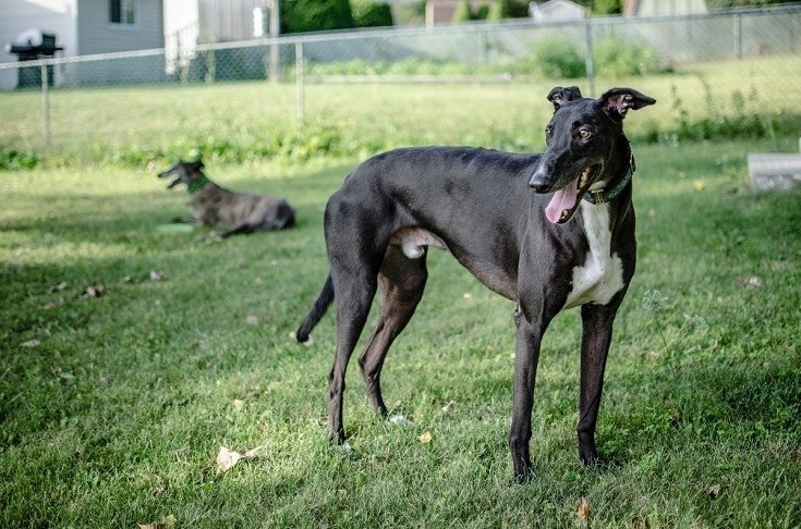 Black whippet