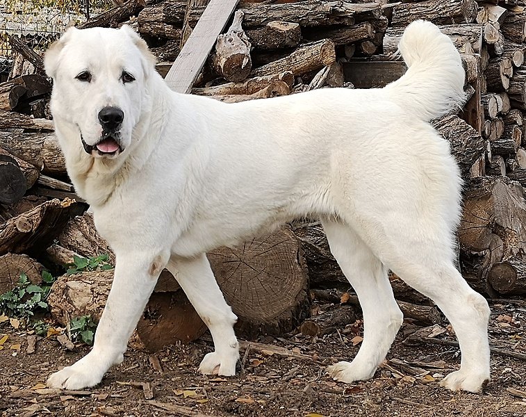 white alabai adult