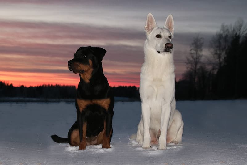 White German Shepherd and Black Rottweiler