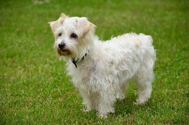 White Jack a poo playing outside_Nicole C Fox_shutterstock