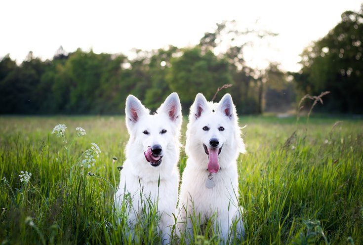 White Swiss Shepherd