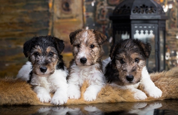 Wire Fox Terrier Puppy