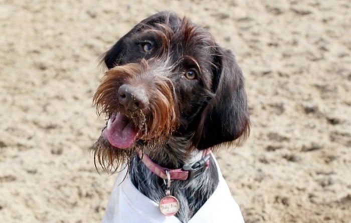 Wirehaired Pointing Griffon in the beach