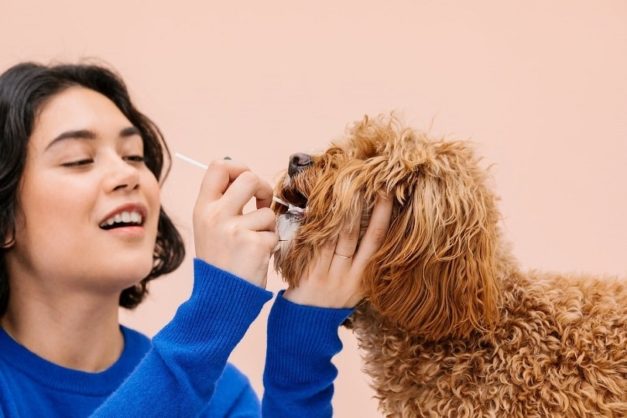 Dog Color Genetics 101 (With Breeding Chart) | Hepper Pet Resources