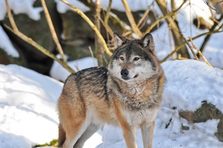 Wolf