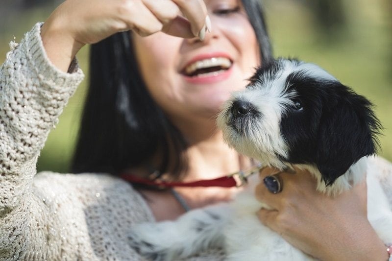 Woman hands holding threat cookies for Tibetan terrier puppy_slavica stajic_shutterstock