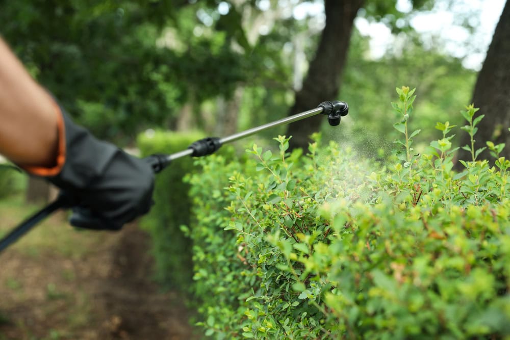 Worker spraying pesticide onto green bush outdoors, closeup