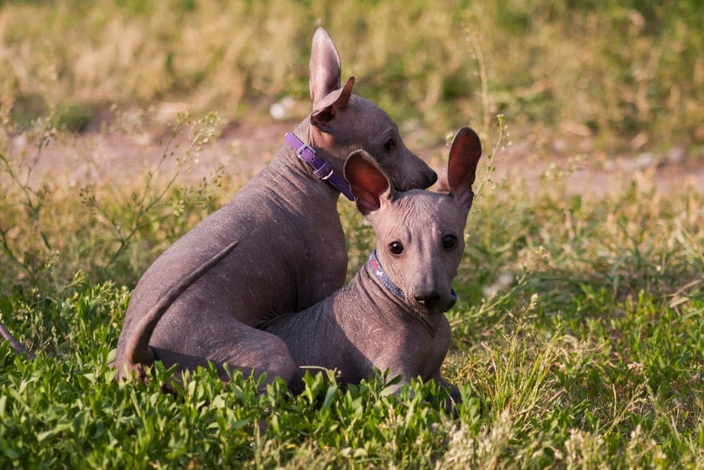 Xoloitzcuintle puppies