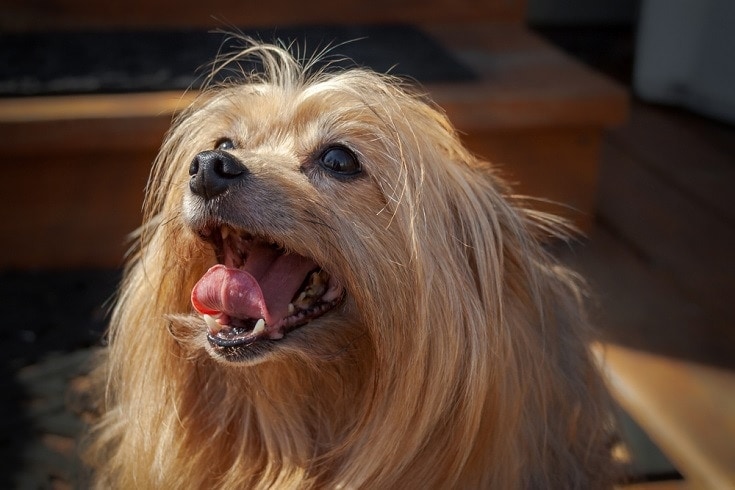 Yorkie Pomeranian mix