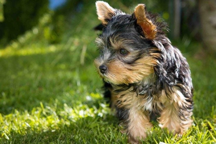 Yorkipoo puppy