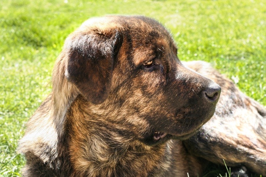 Young striped Spanish Mastiff_juan aunion_shutterstock