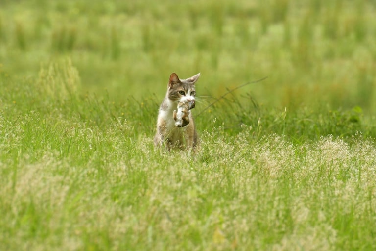 Cat Watching Rabbits Do Cats Eat and Hunt Rabbits? Vet-Verified Facts & FAQ | Hepper Pet ...